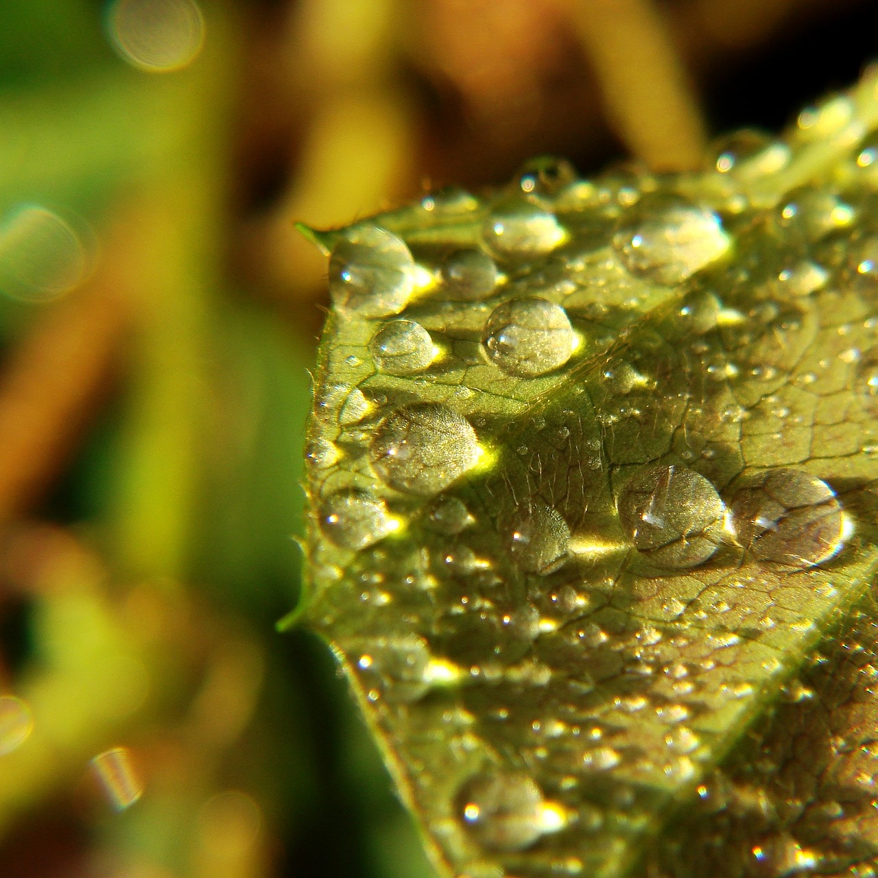 drops water drops leaf free photo