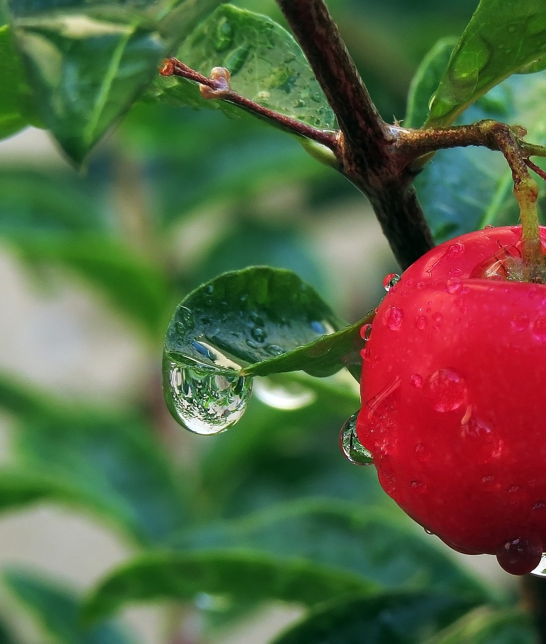 drops rain drops reflection free photo