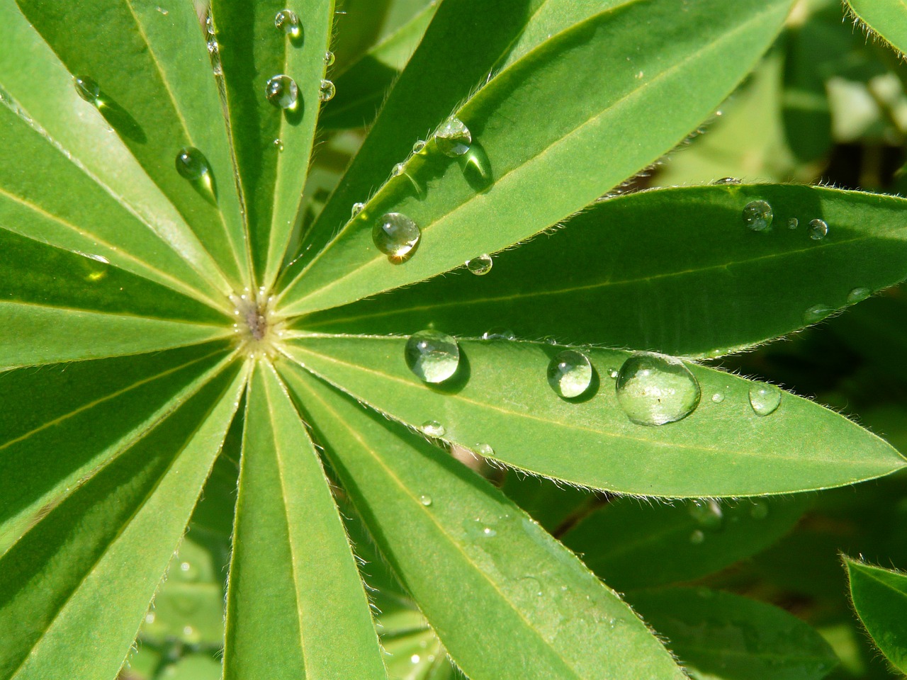 drops leaf green free photo