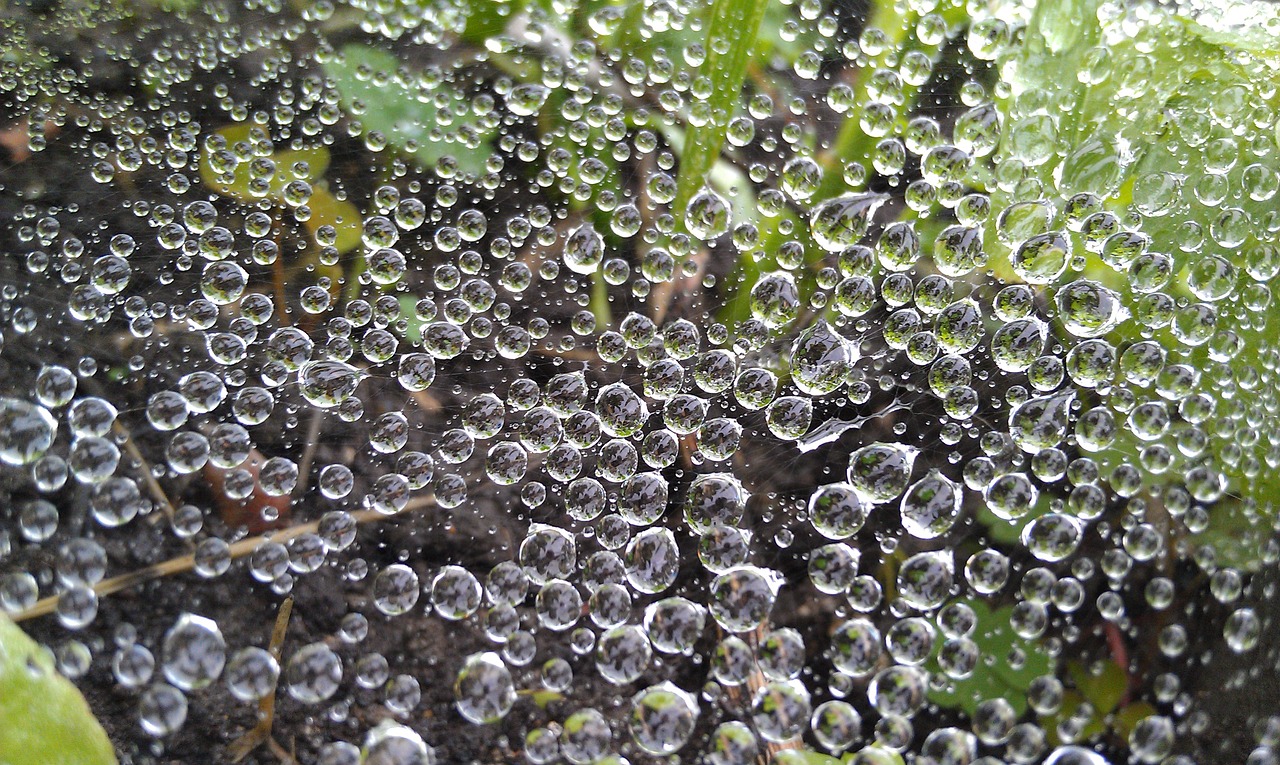 drops raindrops green free photo