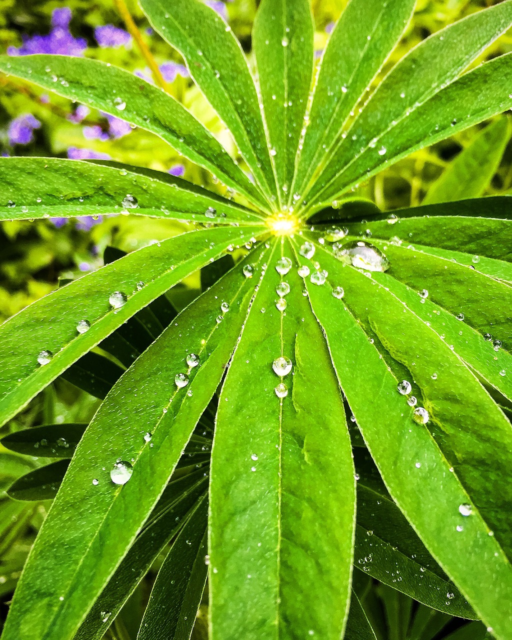 drops raindrops drop free photo