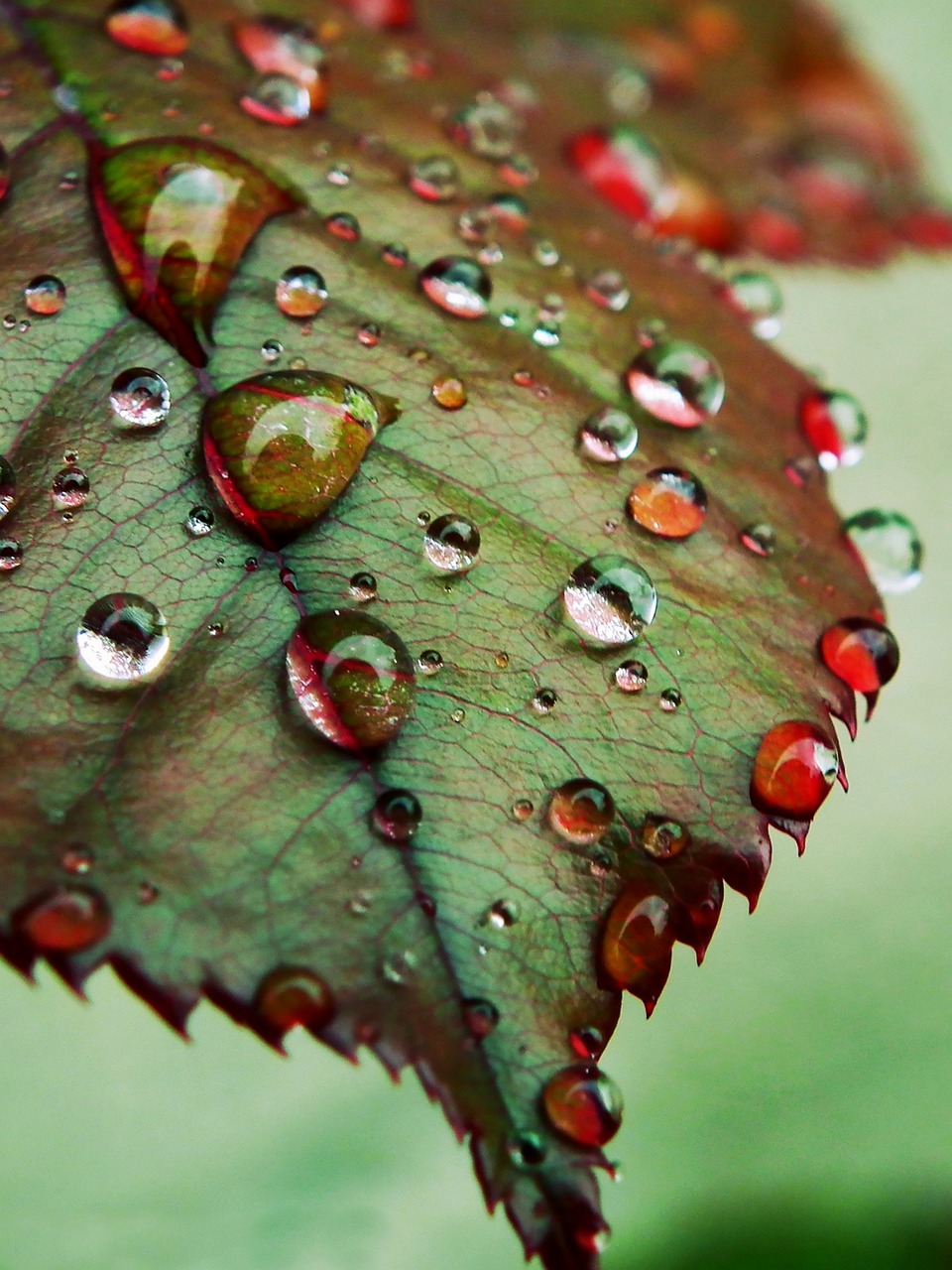 drops water macro free photo