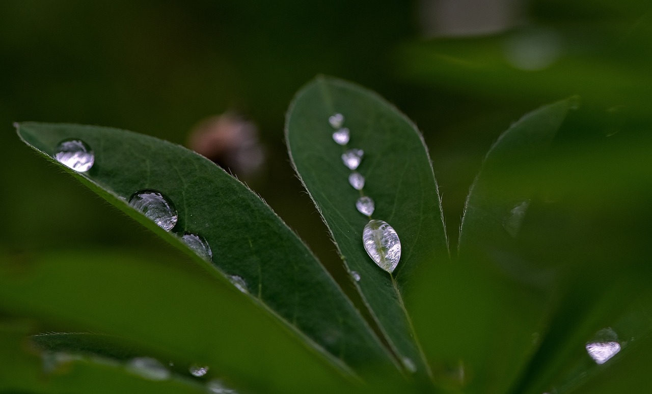 drops droplet water free photo