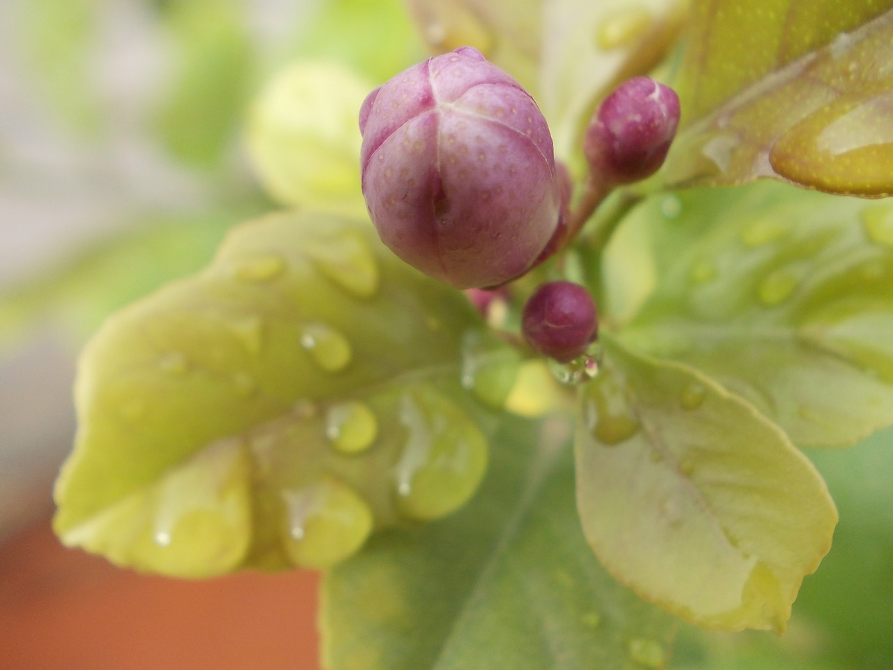 drops rain leaves free photo