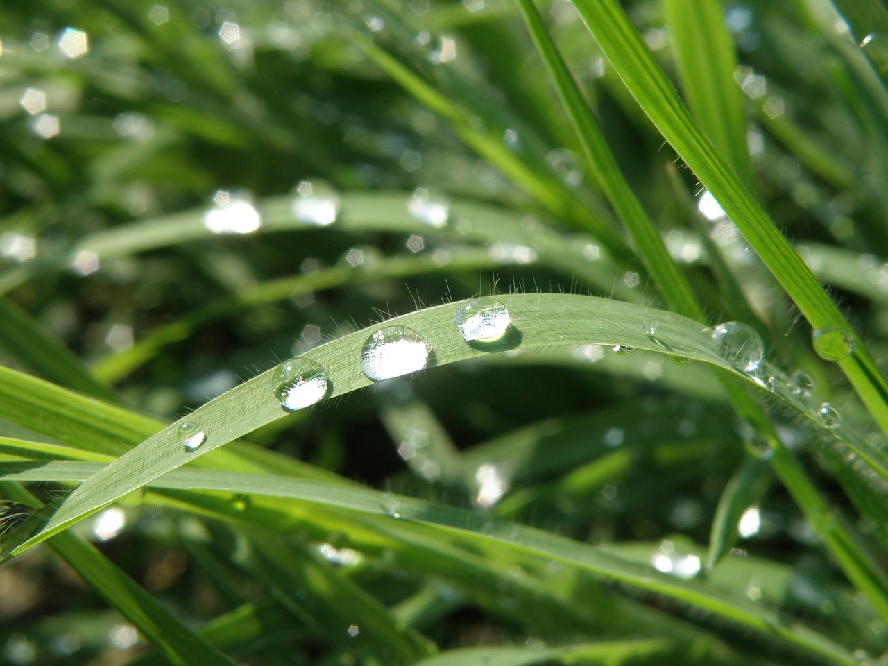 drops grass glitters free photo