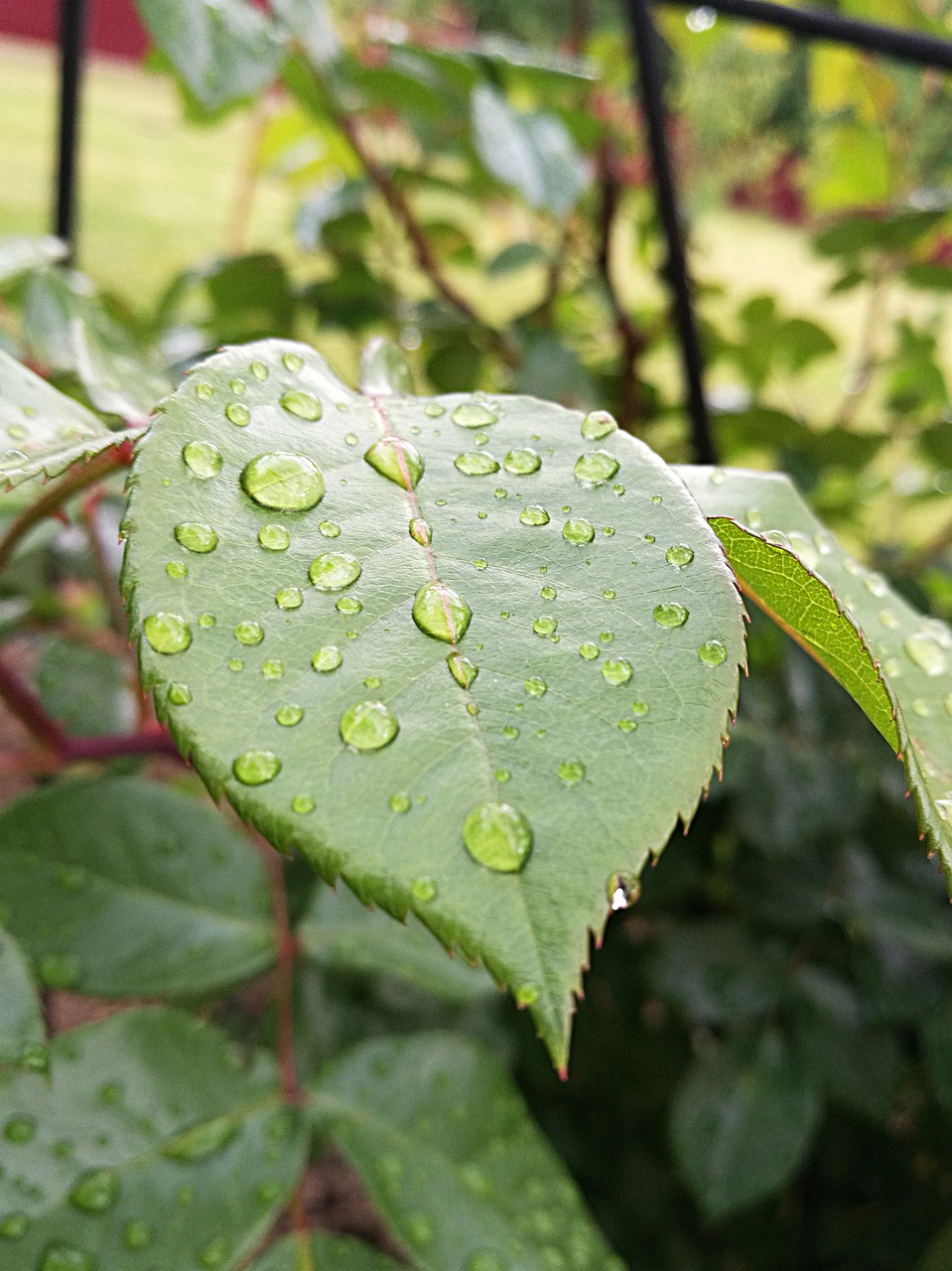 drops water rain free photo