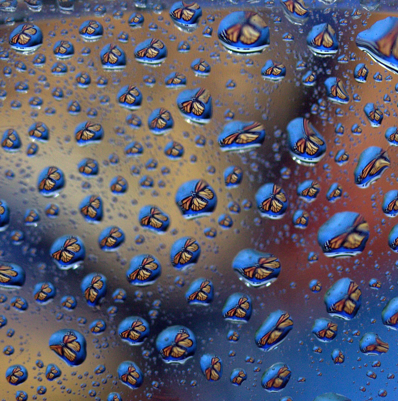 drops reflection water free photo