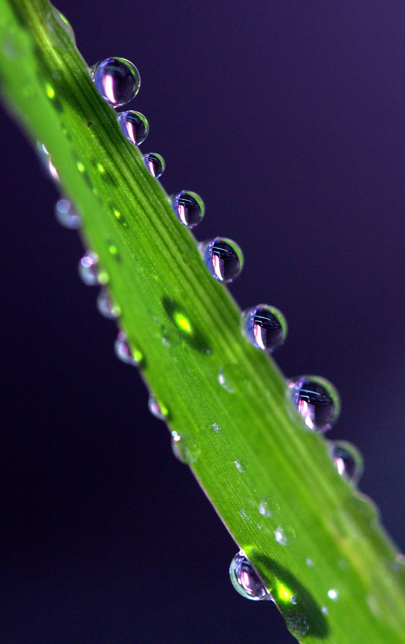 drops plant macro free photo