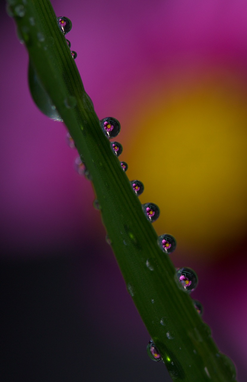 drops plant macro free photo