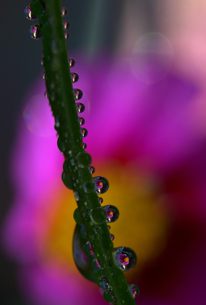 drops plant macro free photo