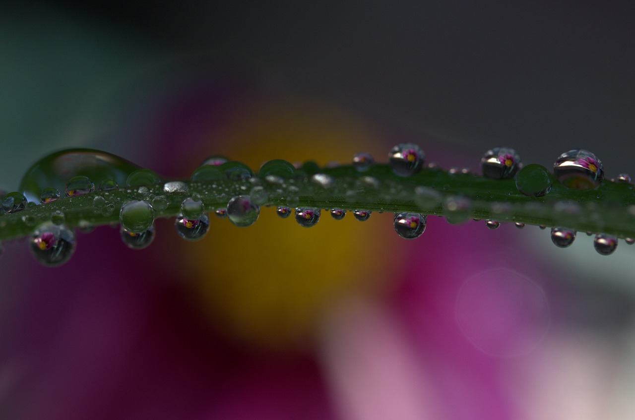 drops plant macro free photo