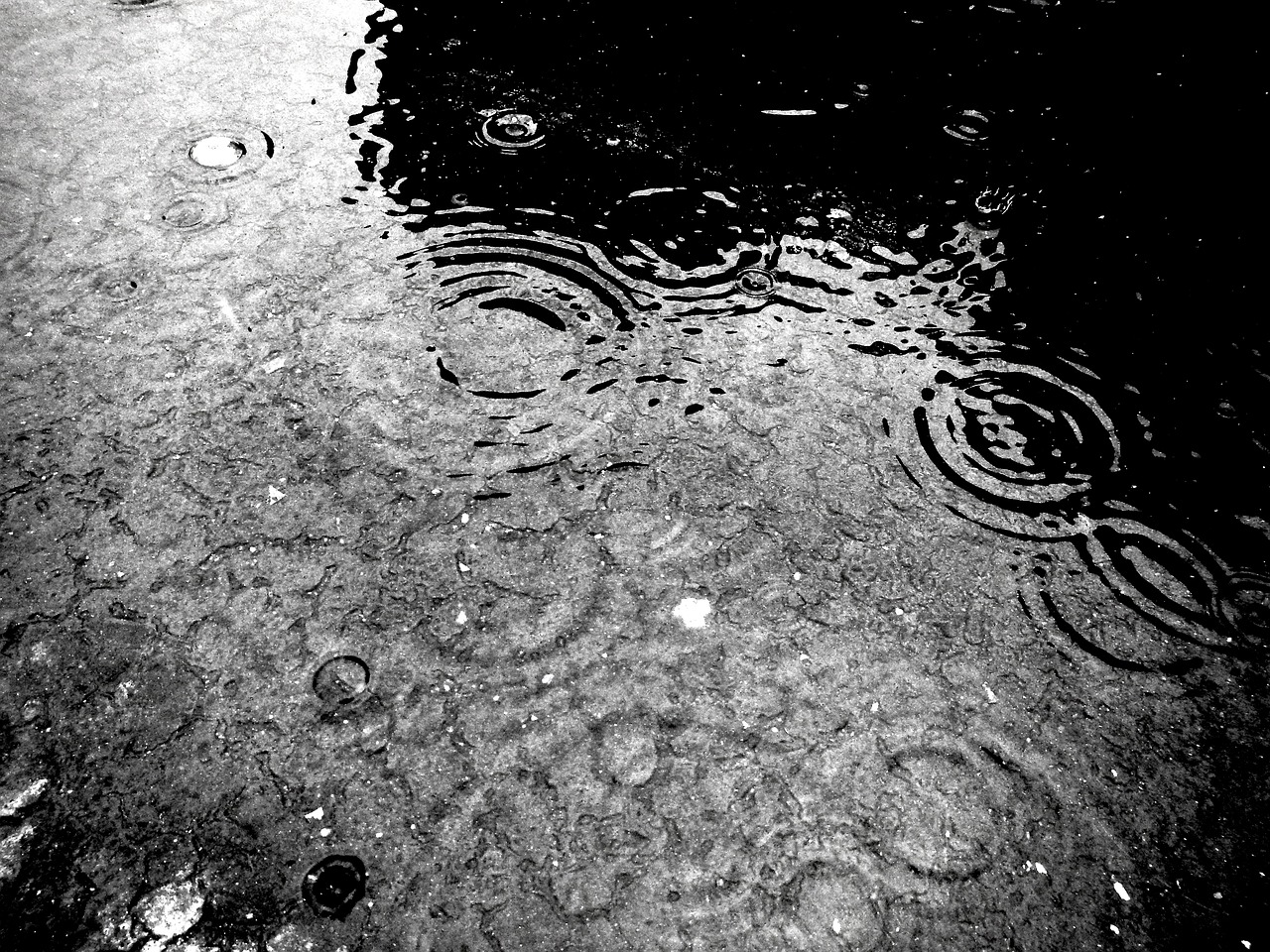 drops rain wet free photo