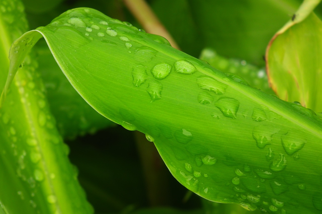 drops vegetation plant free photo