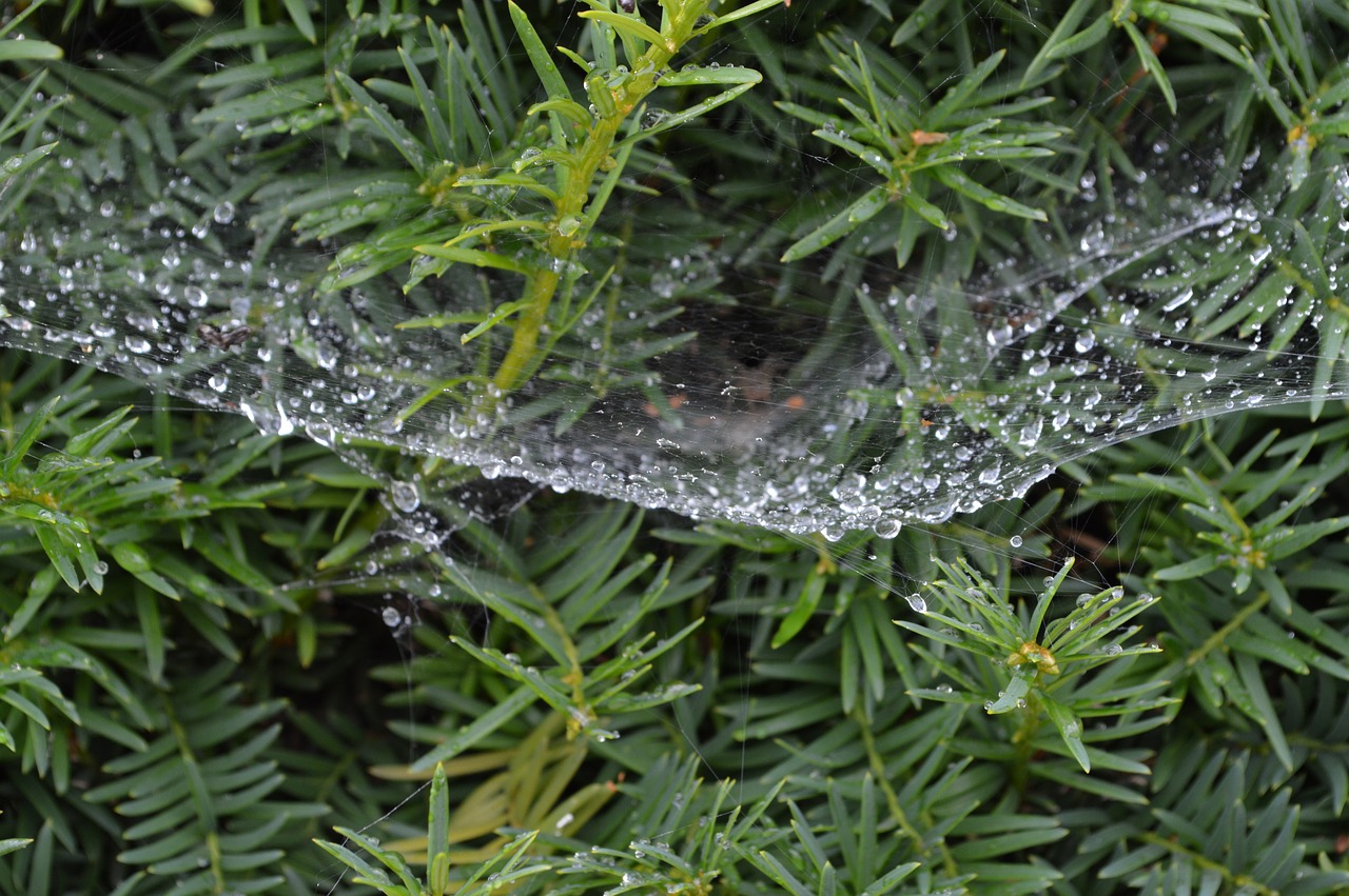 drops spider web green free photo