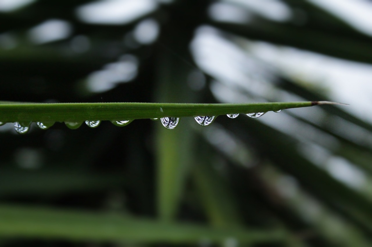 drops plant nature free photo