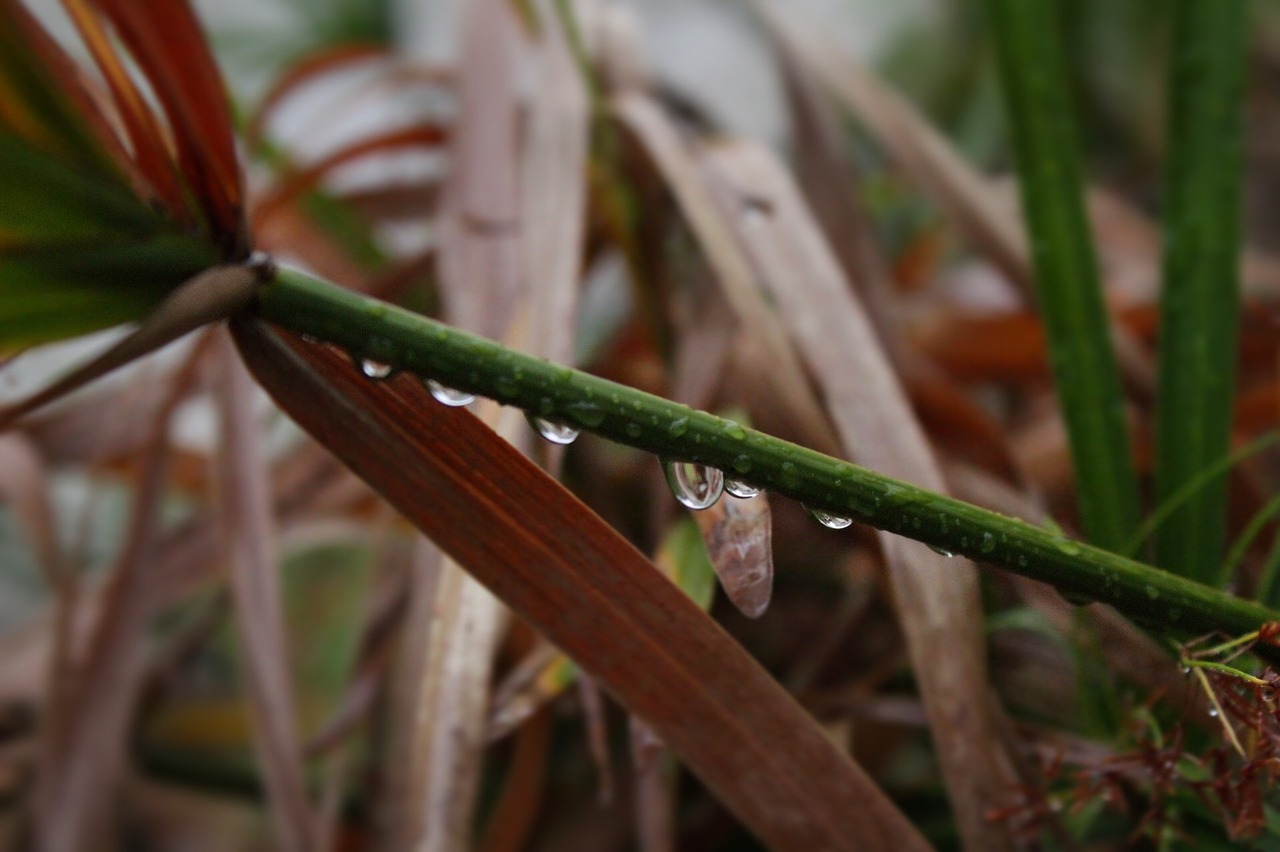 drops plant nature free photo