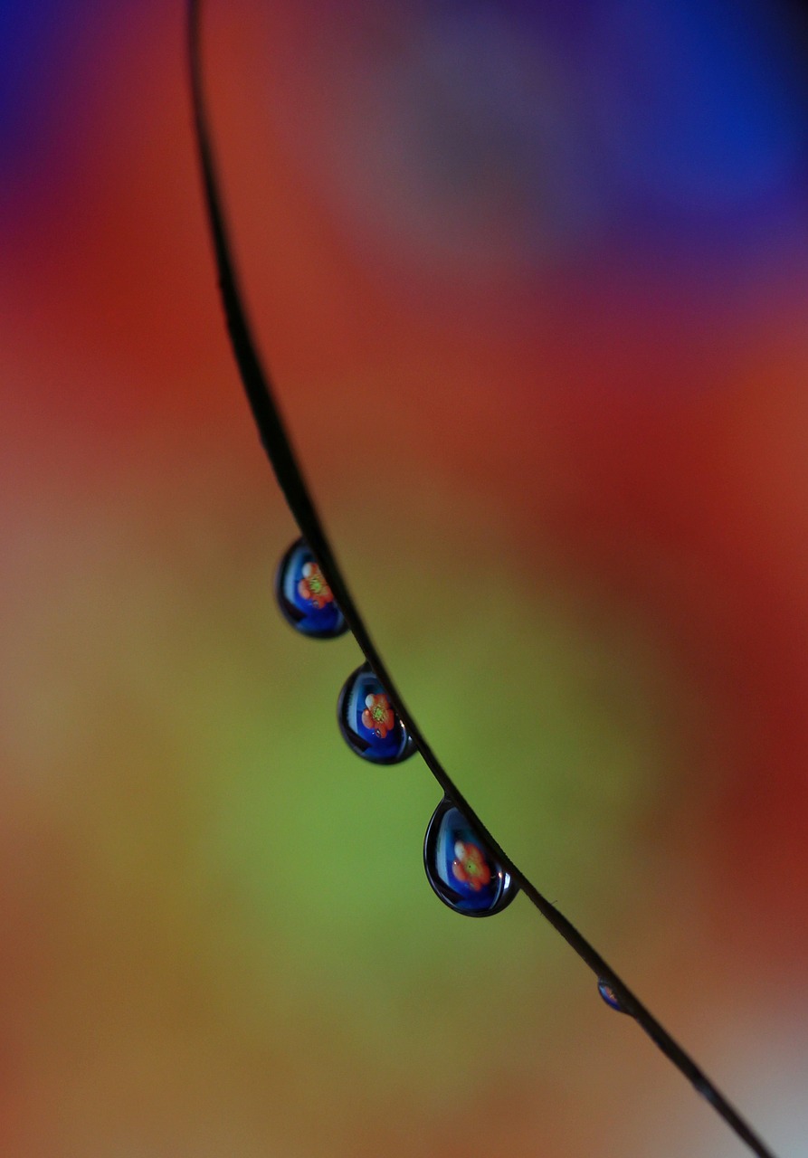 drops macro reflection free photo