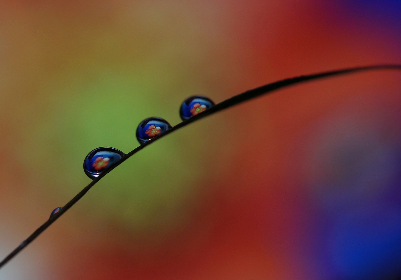 drops macro reflection free photo