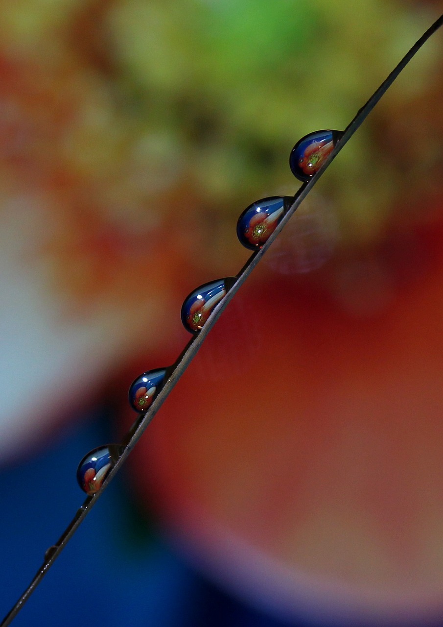 drops macro reflection free photo