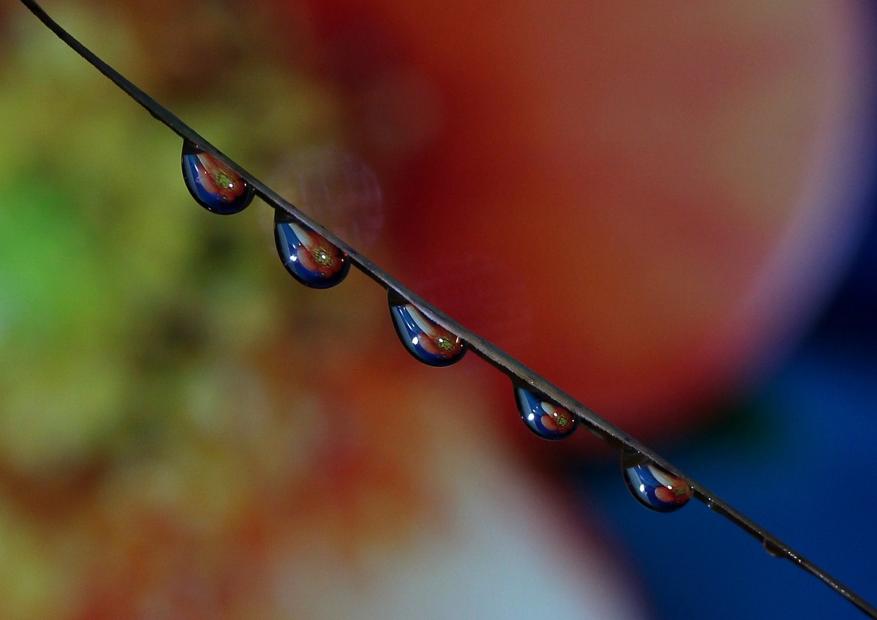 drops macro reflection free photo