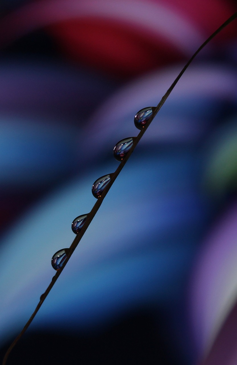 drops macro reflection free photo