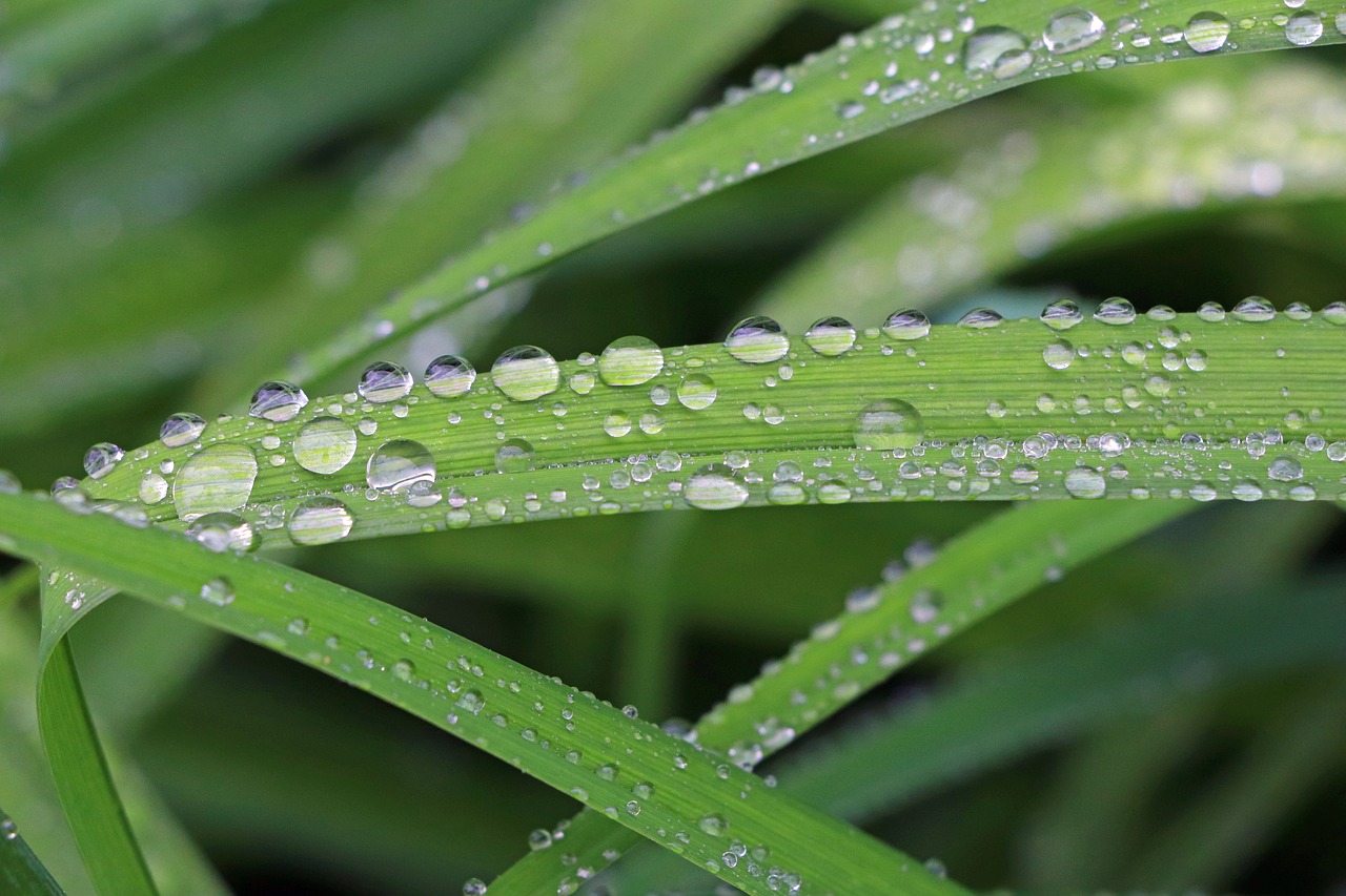 drops  rain  nature free photo