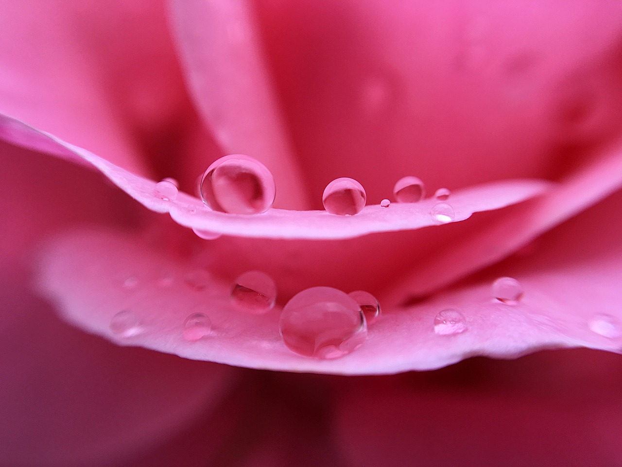 drops  droplets  rose free photo