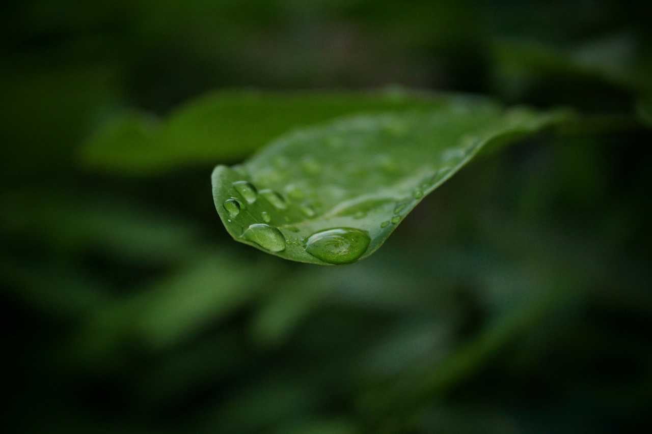 drops  water  in free photo