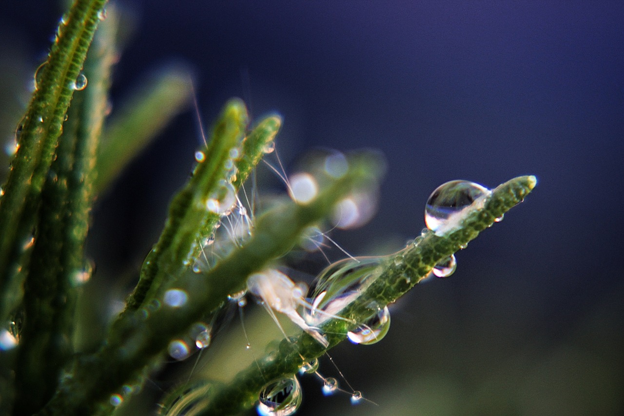 drops water plants free photo