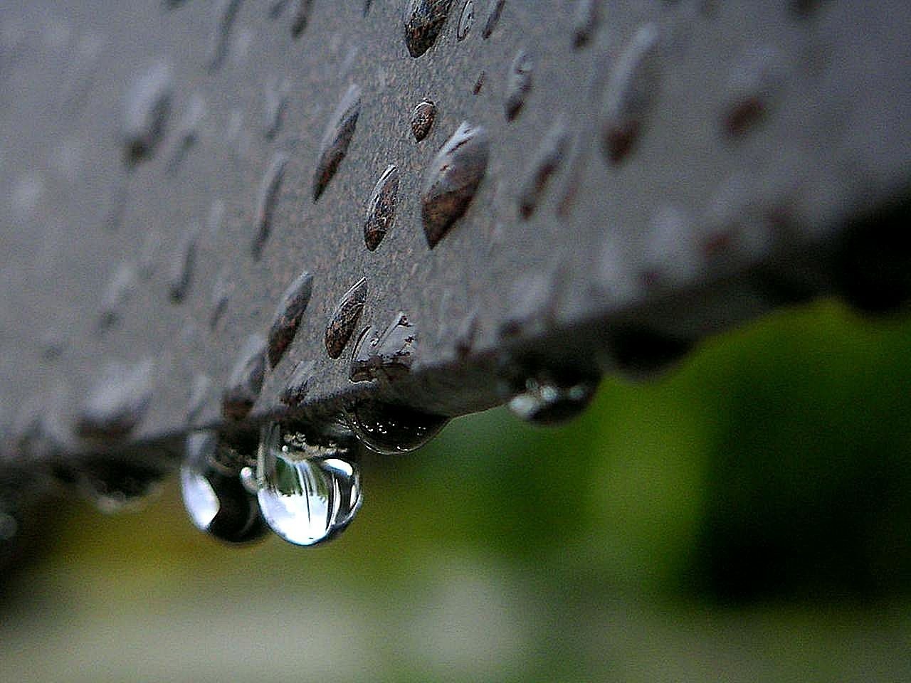 drops dew or free photo