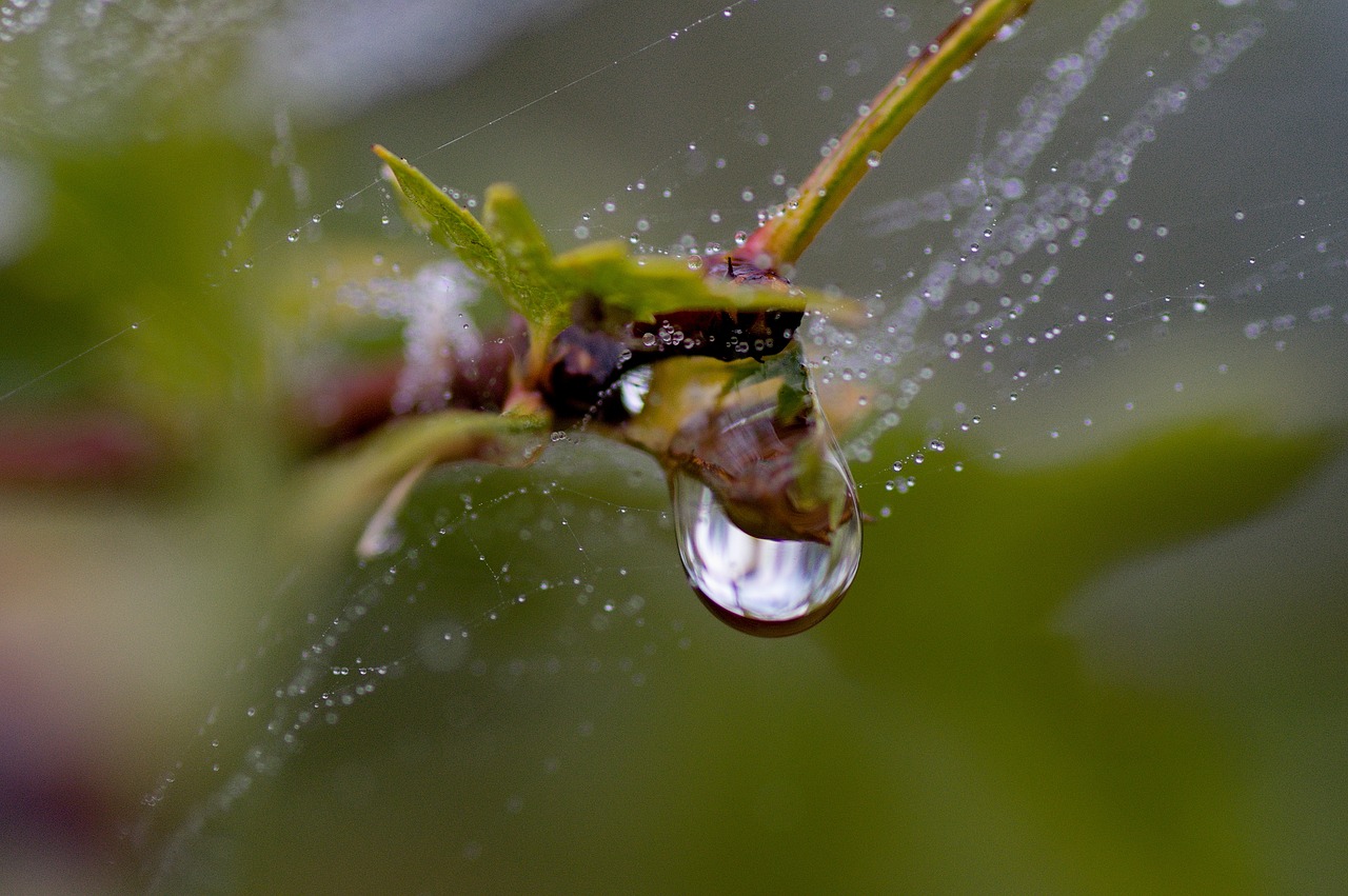 drops  water  after the rain free photo