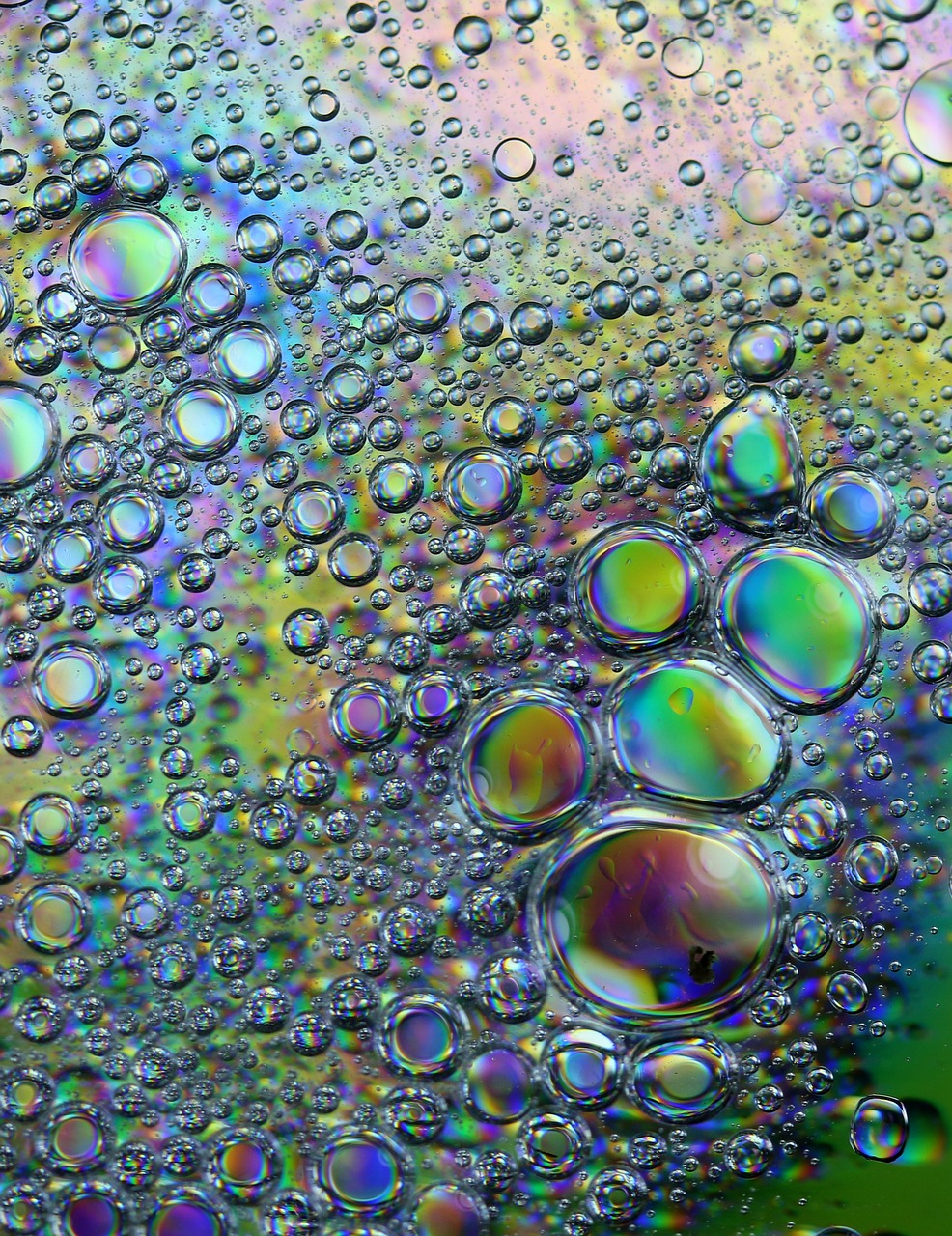 drops  macro  water free photo