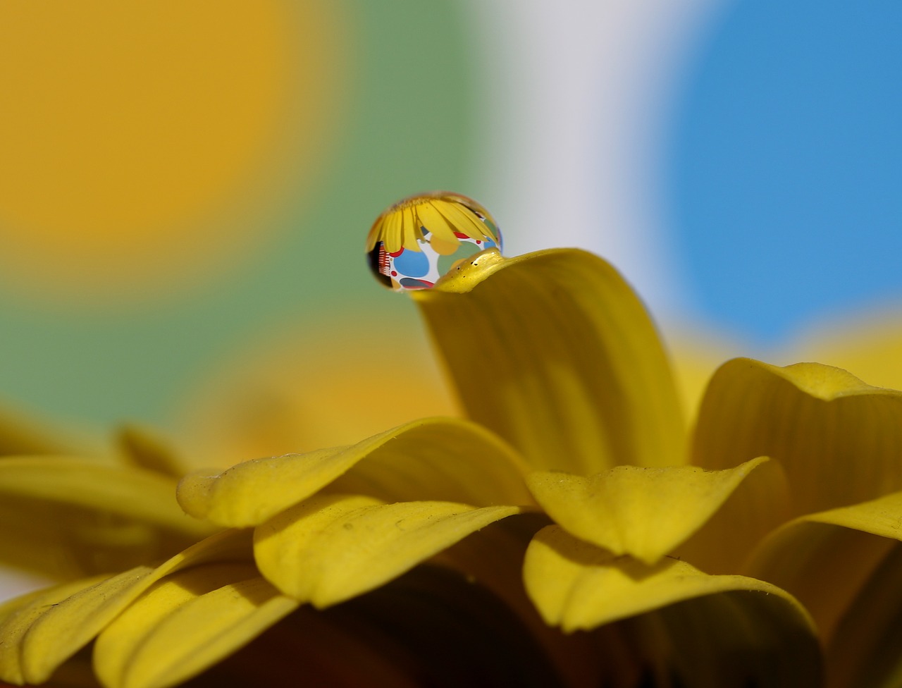 drops  water  macro free photo