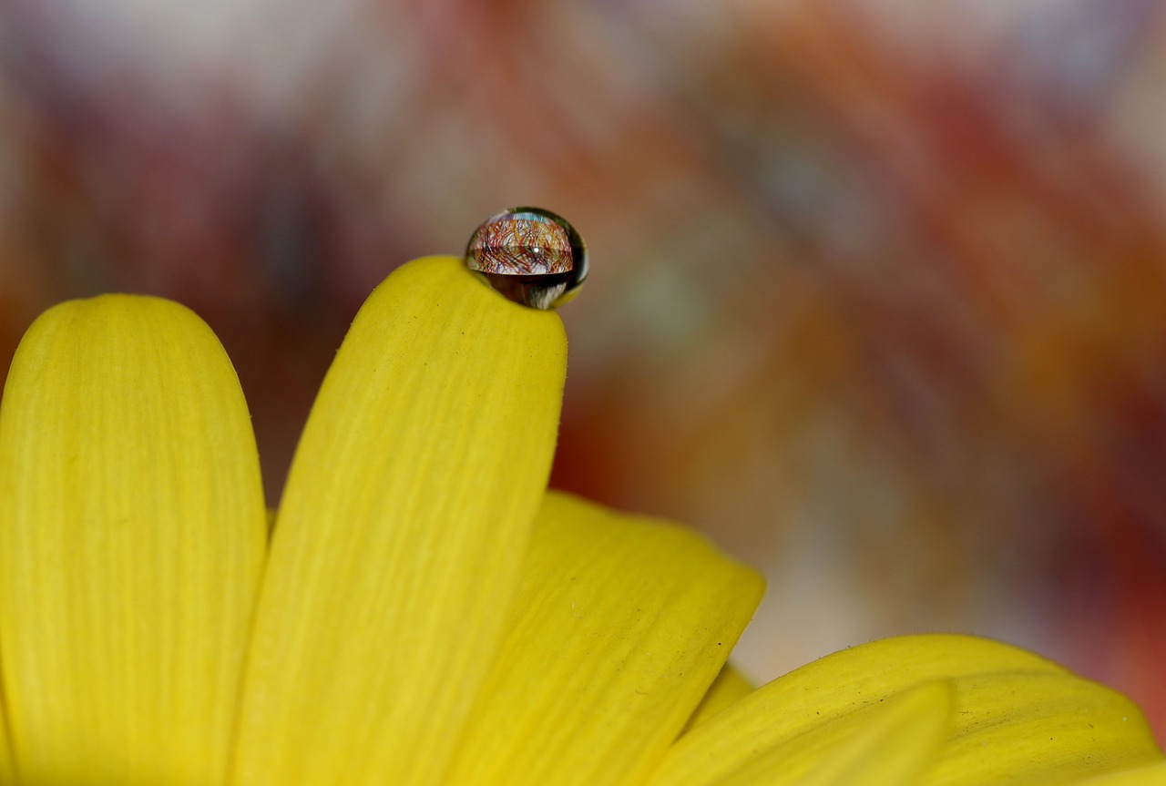 drops  water  macro free photo