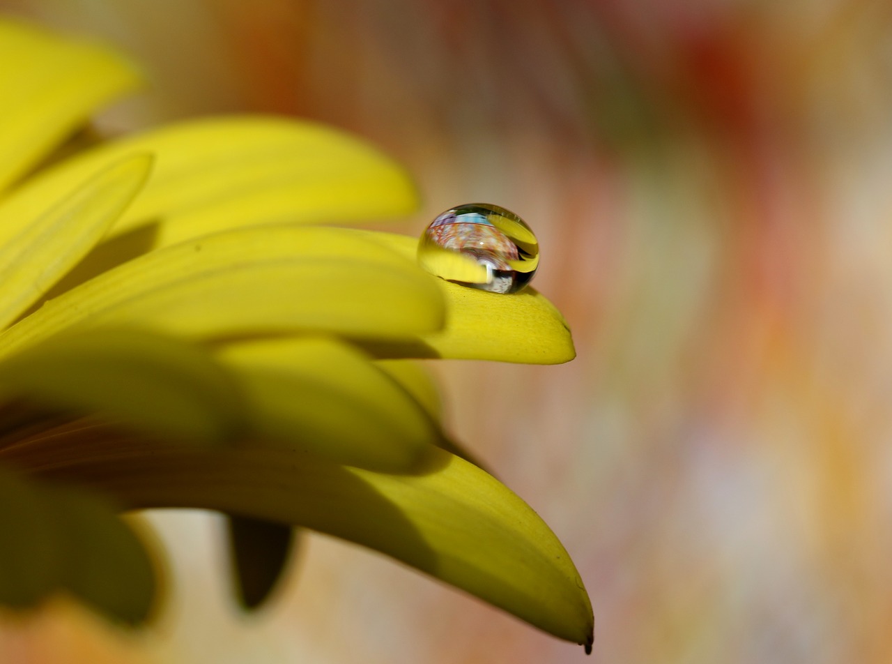 drops  water  macro free photo