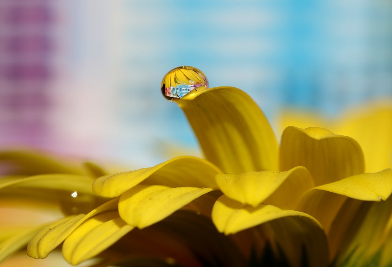 drops  water  macro free photo