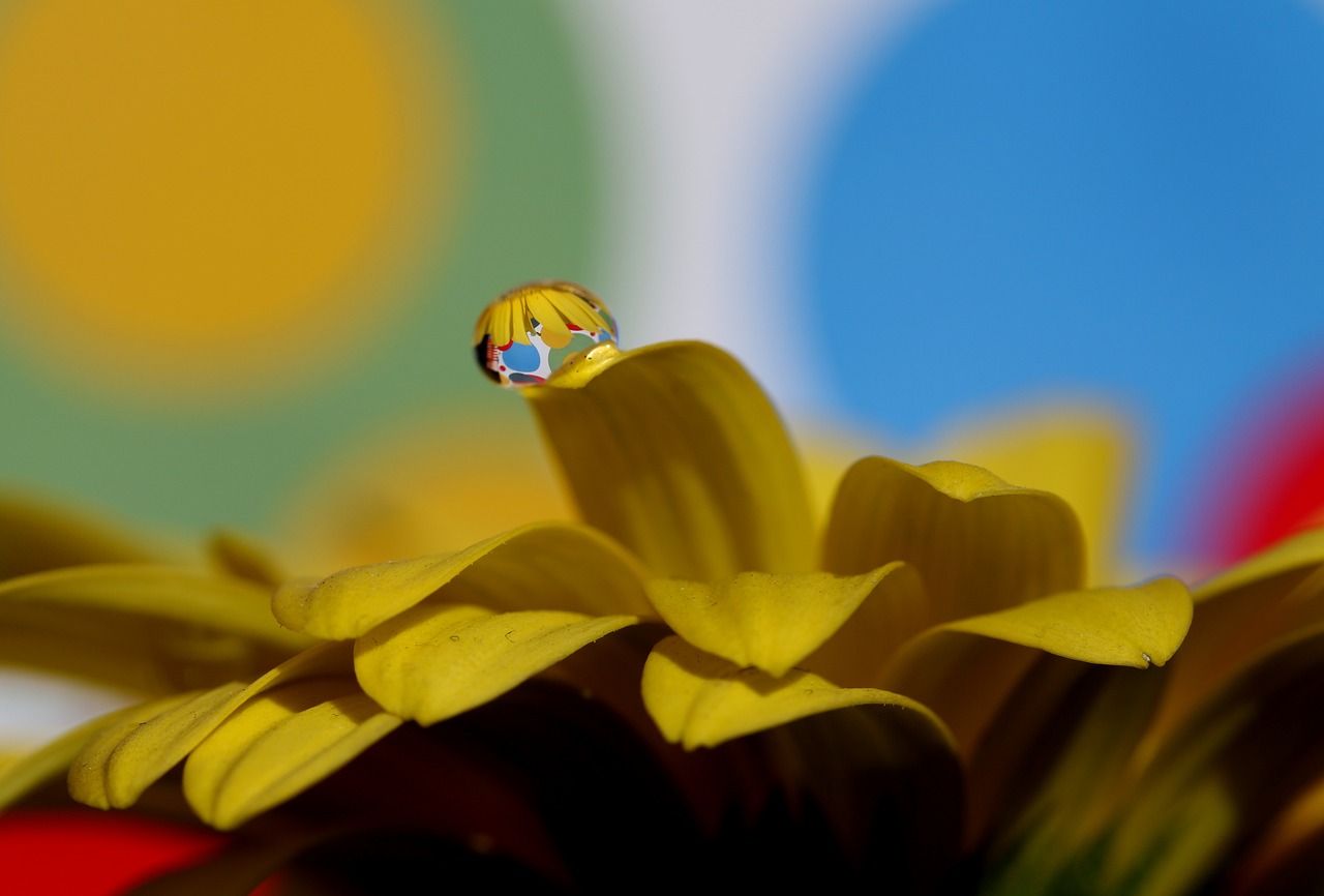 drops  water  macro free photo