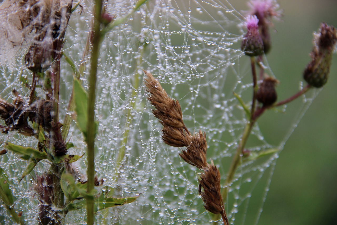 drops web dew free photo