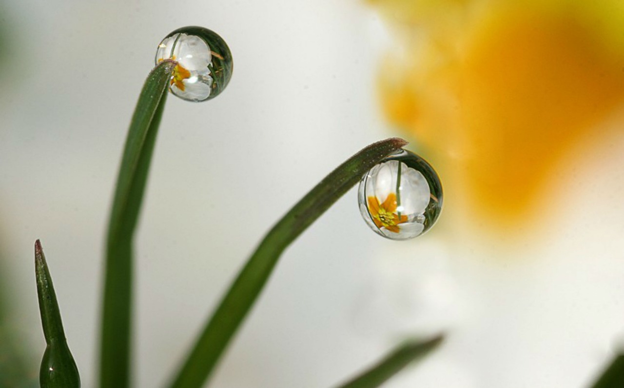 drops  plant  nature free photo