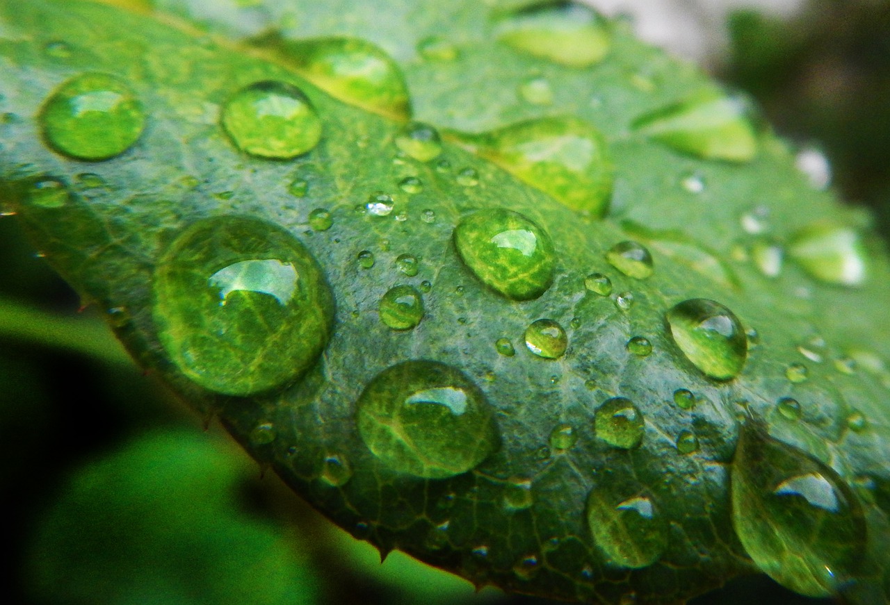 drops  rocio  leaf free photo