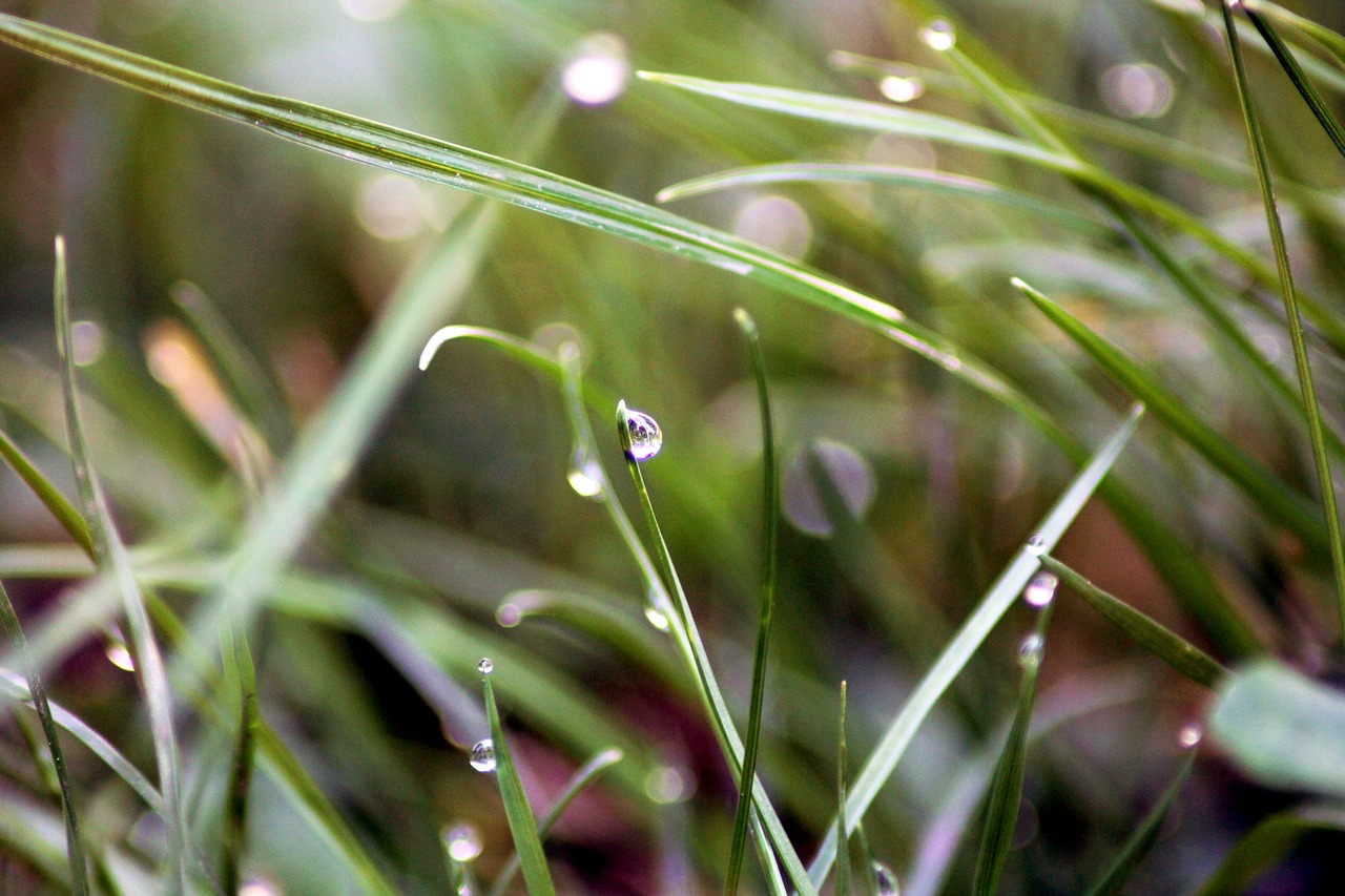 drops dew grass free photo