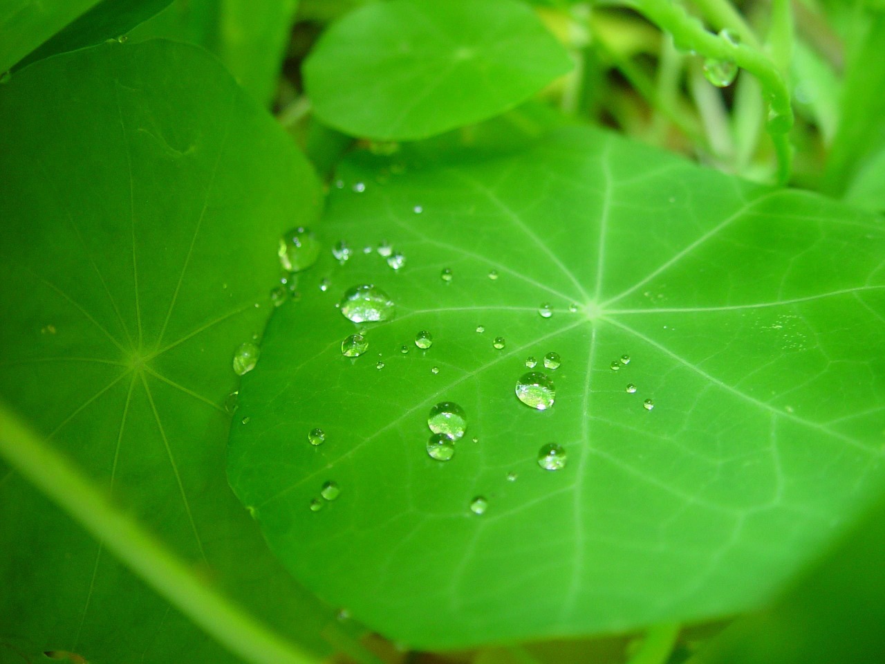 drops leaf nasturtium free photo