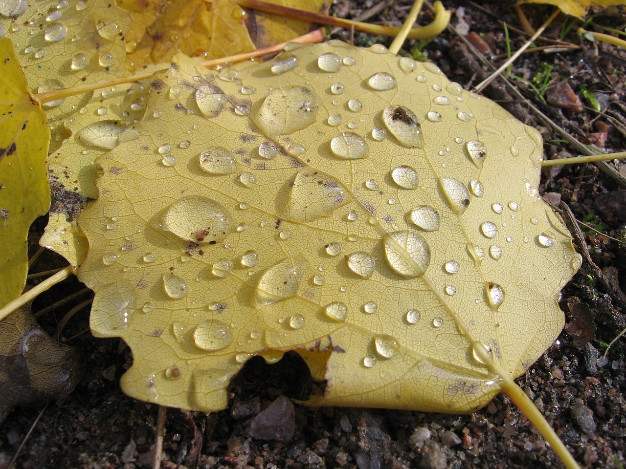 drops leaves droplets free photo