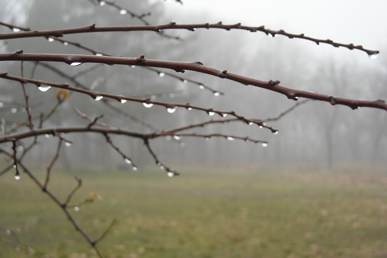 drops forest rain free photo