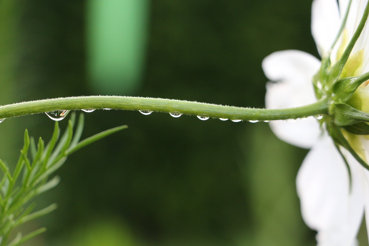 drops macro drops closeup drop of water free photo