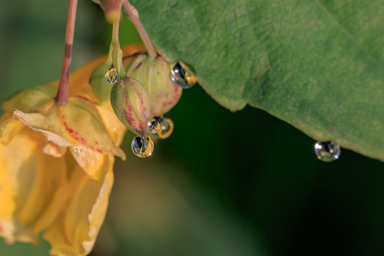 drops of dew  macro  close up free photo