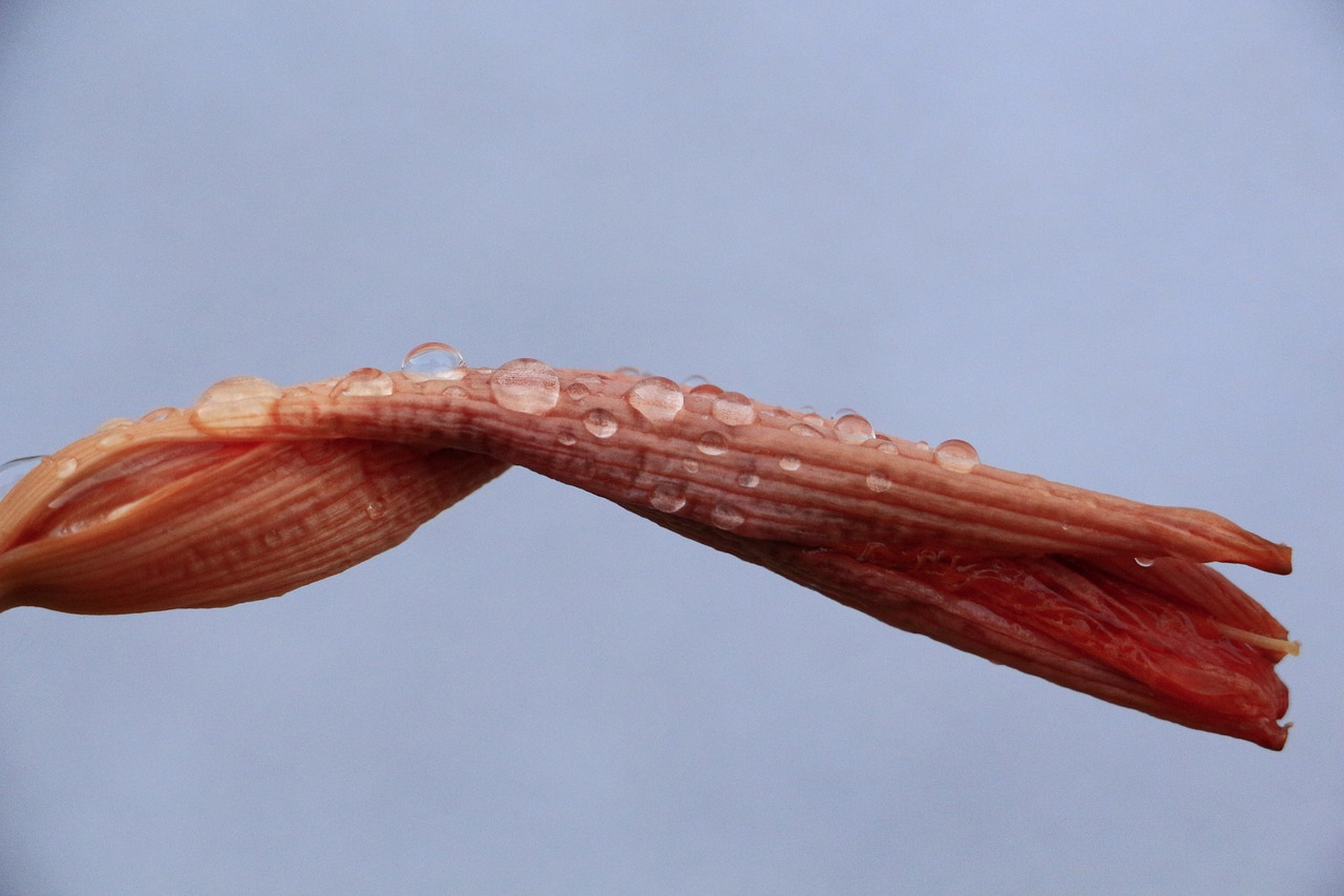 drops of rain drops closeup macro free photo