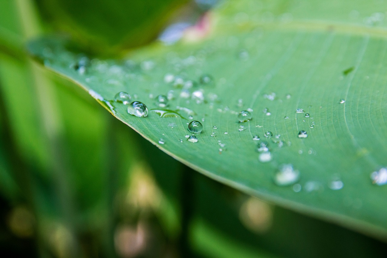 drops of water water on the leaf rain free photo