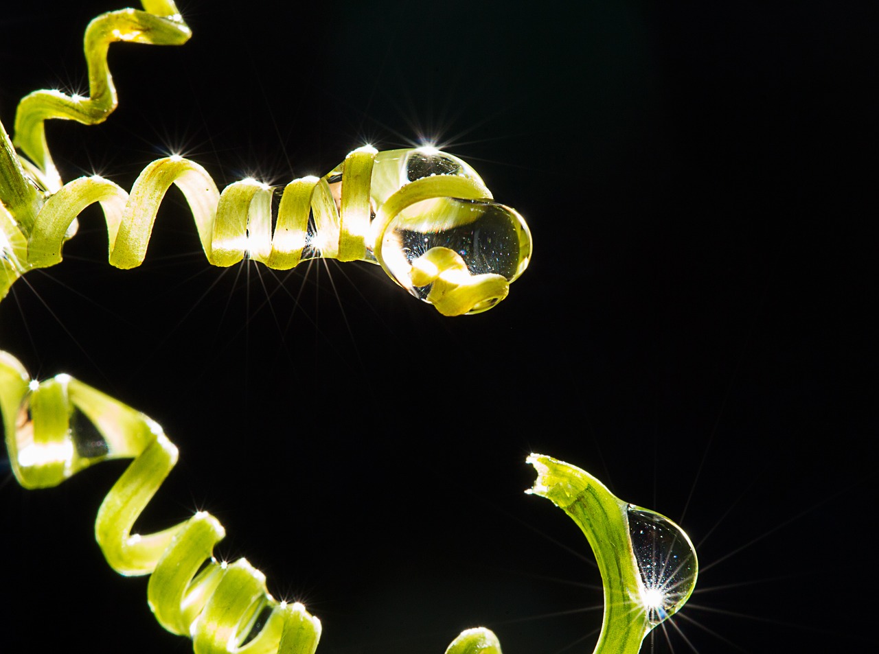 drops of water autumn leaves water free photo