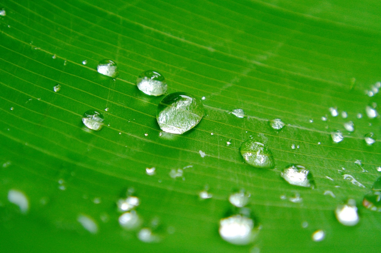 drops of water sheet plant free photo